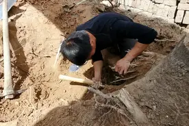 小伙挖40多年老香椿树根，刚开始就找到好东西，这树根太有特色了视频封面