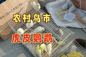 实拍农村鸟市，虎皮鹦鹉降到10元一只，听听卖鸟大姐怎么说？
