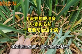 小麦要想成穗多产量高，小麦拔节前，一定要防治这个病视频封面