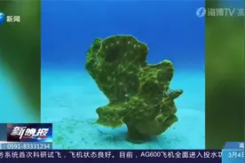 "会走路的鱼"现身台东绿岛,长着两只"脚",远看还以为是海草视频封面