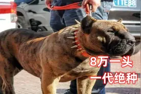 8万一只的子弹犬为何繁育一代就绝种，猛犬诞生过程令人后怕视频封面