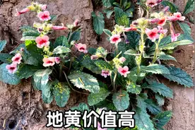地黄是一种珍贵的草药，看完视频终于知道它的用途了！视频封面