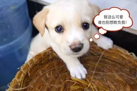 1个月小奶狗，被3只大狗“围攻”，它将如何面对？