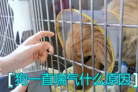 狗在什么情况下会一直喘气，狗一直喘气什么原因视频封面