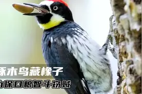 啄木鸟藏橡子，把树干啄成筛子当粮仓，为保粮食与盗贼斗智斗勇！视频封面