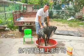 农村小伙在家不务正业，整天就知道玩狗，把老婆直接气走了