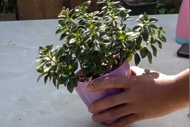 金鱼吊兰花期是何时？又如何催花？看完就知道了