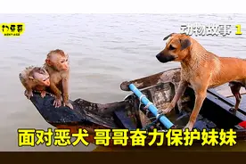 你有没有这样的哥哥，面对危险时，奋力保护着你。动物纪录片视频封面