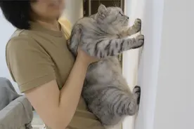 “撞墙”能测试猫咪智商？主人抱4只猫挨个测，没想到真的超准！视频封面