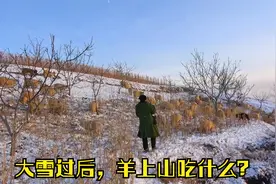 山西吕梁山区，大雪过后，放牧人还要上山放羊，羊出去吃什么了？视频封面