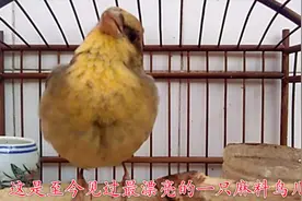 万元麻料浑身金黄泛光，压口鸣唱更精彩视频封面