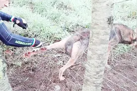 男子解救被铁丝网缠住的野狼，下一秒意外发生，镜头记录全程