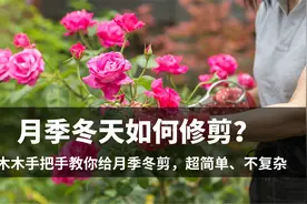 月季大神教你修剪。冬天这样修剪，来年花多、分支好、植株更强壮视频封面
