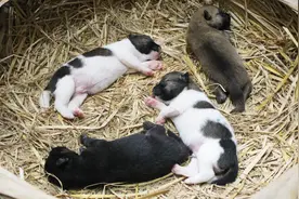 刚出生的小狗原来这么可爱，哼唧唧的就跟婴儿一样，太萌了！