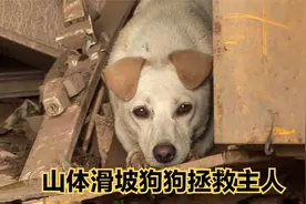 天降灾难！狗狗惊醒熟睡的主人，成功让整个村庄幸免于难视频封面