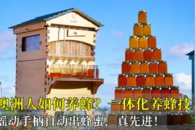 澳洲人如何养蜂？一体化养蜂技术，摇动手柄自动出蜂蜜，真先进！视频封面