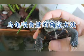 养龟每次喂食多少好，怎样确定乌龟一天喂食量？宠物龟食量标准视频封面