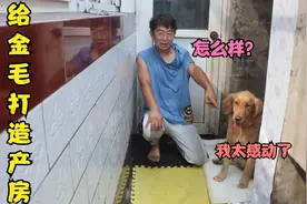 金毛临产期快到了，小亮给它整理出一个漂亮的产房，金毛直呼感动