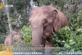 下一站会去哪？云南亚洲象连夜进入昆明双河乡，当地全面启动布防视频封面