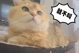 请问我的猫咪不喜欢叫怎么办?