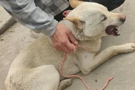 这条土猎狗卖2000元，它有45斤顶点体格，白狗黄耳极品面相