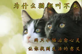 太治愈 两只小猫治愈心灵 教你直面生活的困境