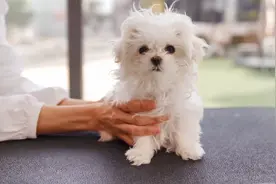 长得像毛绒玩具的狗狗，全身毛茸茸，好可爱呀！