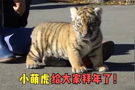 老虎小时候有多可爱？小老虎院子里溜达，很多人都被治愈！视频封面