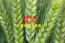 小满小满，必有一险，小麦如何预防干热风视频封面