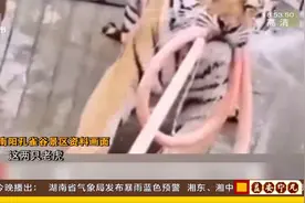 河南南阳两只老虎咬死饲养员出逃，避免再次伤人被击毙视频封面