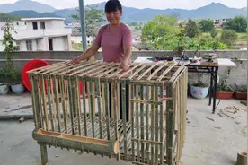 家养的鸡被人打成一瘸一瘸的，用竹子做个纯手工鸡笼，不再揪心了视频封面