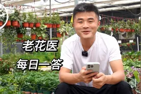 龙血树叶子为什么是卷的？兰花叶片出现白点点？视频封面