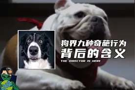 狗界九种奇葩行为，背后的含义视频封面