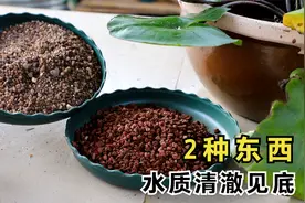 2种小“东西”，防止睡莲水质浑浊，四季清澈见底视频封面