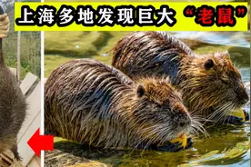 上海多地发现巨大“老鼠”，最大能有17公斤重，还会潜水偷莲藕！