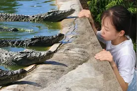 妹子爬围墙看鳄鱼，海南养鳄鱼是用来干嘛，原来不是做包包啊视频封面