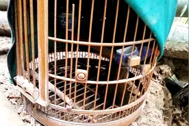 怎样分辨一只画眉鸟是公鸟还是母鸟，从这4点来看，好简单视频封面
