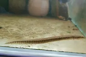 刀鳅鱼怎么养？泥鳅吃什么食物？原生鱼中华刺鳅鱼缸饲养开口方法