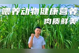 菌草喂养的动物肉质鲜美，你知道什么是菌草吗？