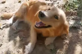 这只聪明活泼的金毛在农村是如何看家护院的