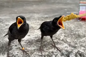 小八哥27天大刚会飞，突然飞到竹尾上，差点不会飞下来