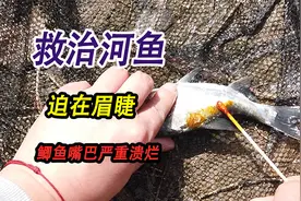 救治河鱼迫在眉睫，带着碘伏现场救治受伤的鱼，鲫鱼嘴巴严重溃烂视频封面