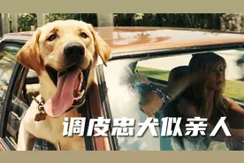 一只狗会有多少感情？调皮又色却讨人爱，生命尽头泪感人