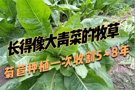养猪、鸡鸭鹅的四季牧草，菊苣亩产达180吨/h㎡，一年收割六七茬视频封面