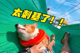 100只小狗畅玩水上乐园视频封面