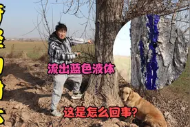 一棵树上流出蓝色液体，这奇怪的现象见所未见，你们知道咋回事吗