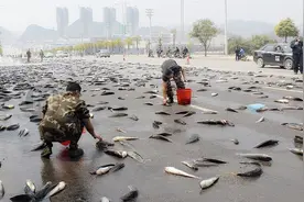 上万条鱼为何会在雨天从天而降？“鱼雨”难道是真的吗？视频封面