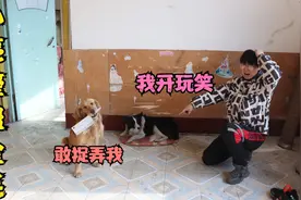 小亮跟金毛开玩笑，谁知它当真居然掂着菜刀追小亮，可吓坏小亮了视频封面