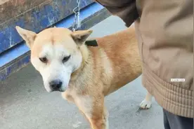 狗毛“硬似针”，“狗王霸一村”，挑狗看毛就懂得