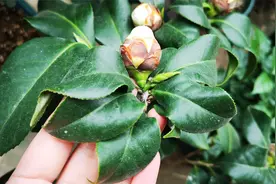 茶花叶子卷起来了怎么办？找准3个原因，解决就容易了视频封面